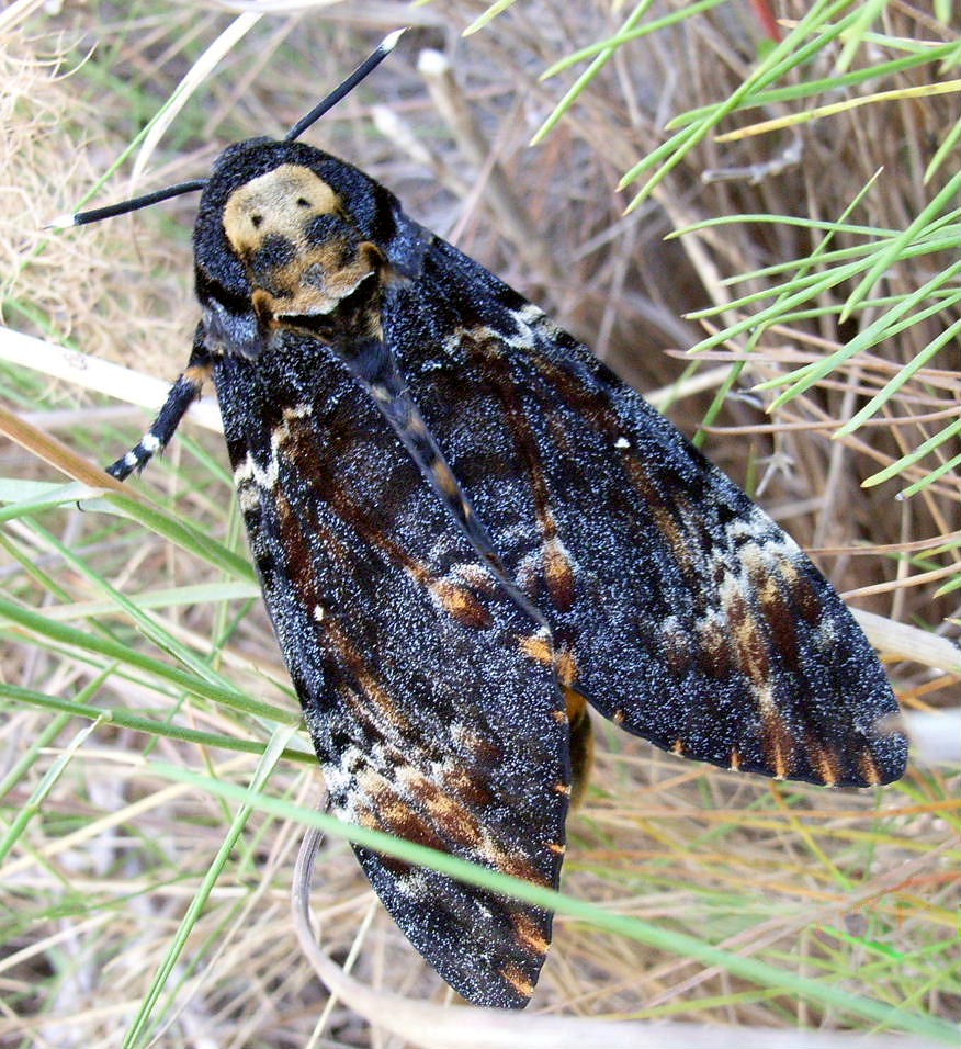 What is the meaning of a moth tattoo?